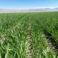 فروش زمین کشاورزی