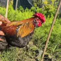 خروس مرغ گیر اصیل گلین