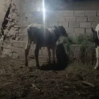 گوساله جنس اصل سن ده ماه