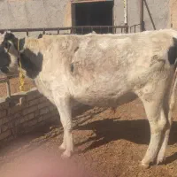 گوساله فروشی