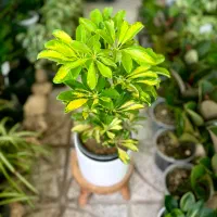 گلخانه بامبو شیراز، زرقان ( فروش آنلاین و حضوری)