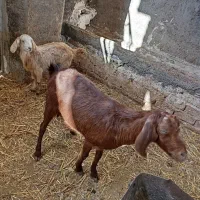 یک عدد بز زاییده|حیوانات مزرعه|نیشابور, شهرک رضوی|دیوار