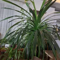 گل پاندانوس|گل و گیاه طبیعی|نیشابور, بنیاد شهید|دیوار