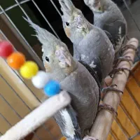 عروس بامزه که آماده حرف زدنه