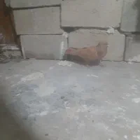 کبوتر