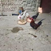 خروس فروشی گلین ومحلی|حیوانات مزرعه|کنگاور, |دیوار