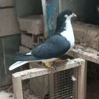 خوشرنگ سیاه نر هفت‌رنگ خطی ماده