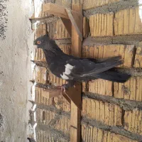 کفتر سرک سیاه ماده