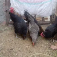 فروش 4عددمرغ یک عددخروس