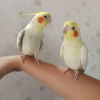 جوجه عروس هلندی