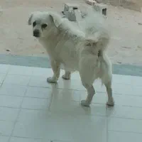 سگ پا کوتاه