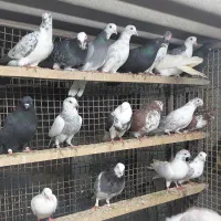 کبوتر غریبگیری و گرفتنی|پرنده|قائم‌شهر, |دیوار