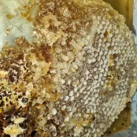 عسل طبیعی درجه ۱ به شرط آزمایش