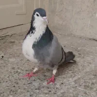 کبوتر نر سینه باز|پرنده|اصفهان, سرچشمه|دیوار