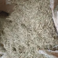 کاه زرد و سیاه خشک بفروش