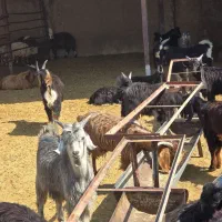 ۳۰راس کهره نر|حیوانات مزرعه|شیراز, اصلاح‌نژاد|دیوار