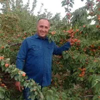 تولید نهال درجه یک