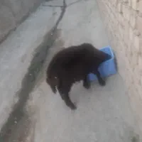 بره