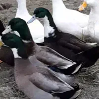 تخم اردک نطفه دار|خوردنی و آشامیدنی|فومن, |دیوار