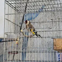 سهره سر سیاه مست مست