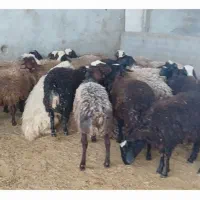 بره، میش، بز، بره شیری و گوسفند فروشی|حیوانات مزرعه|کاشان, خزاق|دیوار