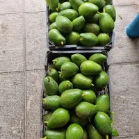 اوکادو