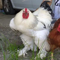 پرورش دهنده ی برهما لایت