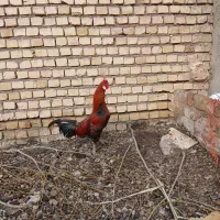 خروس لاری فروشی