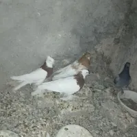 کبوتر|پرنده|گناباد, |دیوار