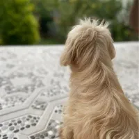 سگ تریر ماده|سگ|گرگان, |دیوار