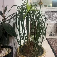 درختچه ۱۲ساله لیندا|گل و گیاه طبیعی|کرج, کیانمهر|دیوار