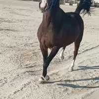 فروش اسب سر ودم گیر با اصالت شجره دار