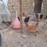 فروش مرغ و خروس نژاد گلین|حیوانات مزرعه|زرندیه, |دیوار
