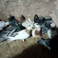 کفترا داورزن هستن