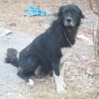 لاس شکم طلا