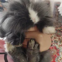 خرگوش لوپ چشم آبی اصیل|موش و خرگوش|قم, لسانی|دیوار