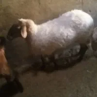 میش لاکن ابستن دوتا و جفت بز خونگی مورسیا|حیوانات مزرعه|نائین, |دیوار