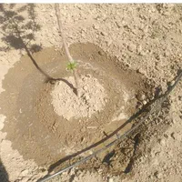 آبیاری قطره ای لوله کشی باغات و مزارع.|خدمات باغبانی و درختکاری|مشهد, سازمان آب|دیوار