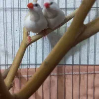 جفت فنچ کرواتی البینو مولد