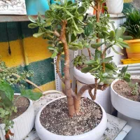 بنسای تنه دار و زیبا