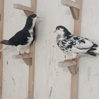 خوشرنگ سیاه ویال قرقاب گل