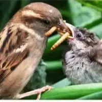 میلورم خشک و زنده با کیفیت|خزنده|خمینی‌شهر, |دیوار