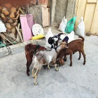 کهره ماده و نر