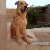 سگ.  پژدر۸ماهه ماده|سگ|اصفهان, سپاهان‌شهر|دیوار