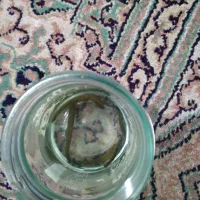زالوی طبی