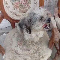 سگ ماده شیتزو 8ماهه|سگ|چهارباغ, |دیوار