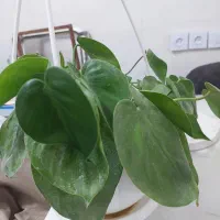 فروش گل خانگی باکیفیت وقیمت مناسب|گل و گیاه طبیعی|دهلران, |دیوار