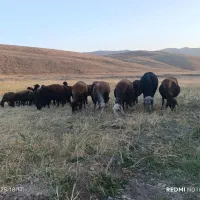 گوسفند قزل افشار