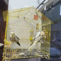 عروس هلندی مولد