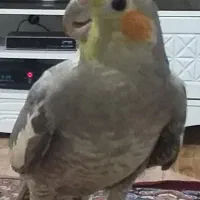 تعدادی عروس هلندی